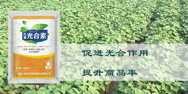 光合素促進(jìn)光合作用，提升商品率.jpg
