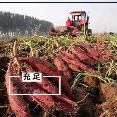 充足的底肥，給紅薯整個(gè)生長(zhǎng)周期的養(yǎng)分.jpg